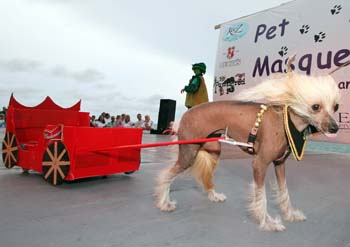 Pet Masquerade and Parade 2007 photo - Duval Street, Key West